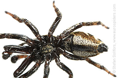 Zebra spider or Zebra jumper Salticus scenicus