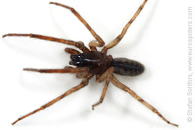 Snake-back spider or Leopard spider Segestria senoculata