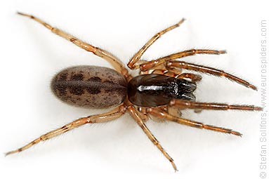 Snake-back spider or Leopard spider Segestria senoculata