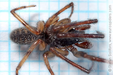 Snake-back spider or Leopard spider Segestria senoculata