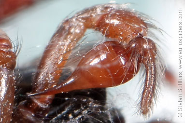 Snake-back spider or Leopard spider Segestria senoculata