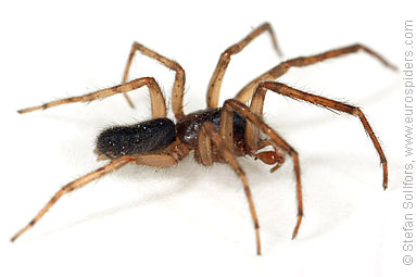 Snake-back spider or Leopard spider Segestria senoculata