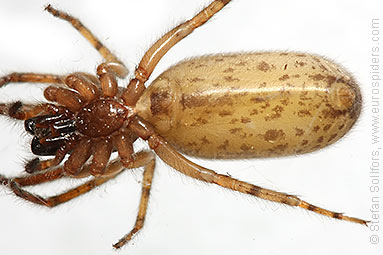 Snake-back spider or Leopard spider Segestria senoculata