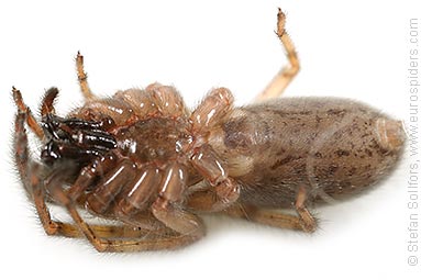 Snake-back spider or Leopard spider Segestria senoculata