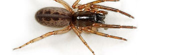 Salticidae spider photos
