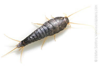 Silverfish+larvae