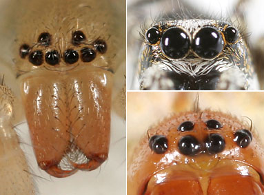 The eyes of a spider van be arranged in a variety of ways.
