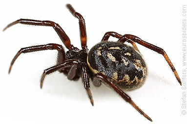 White-spotted false-widow Steatoda albomaculata