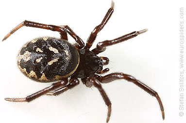 White-spotted false-widow Steatoda albomaculata