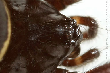 White-spotted false-widow Steatoda albomaculata