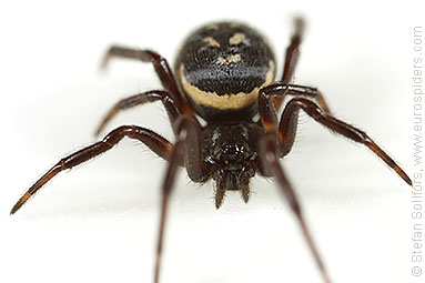 White-spotted false-widow Steatoda albomaculata