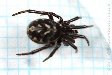 White-spotted false-widow Steatoda albomaculata