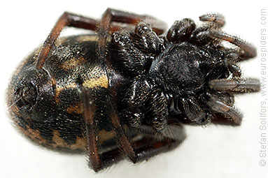 White-spotted false-widow Steatoda albomaculata