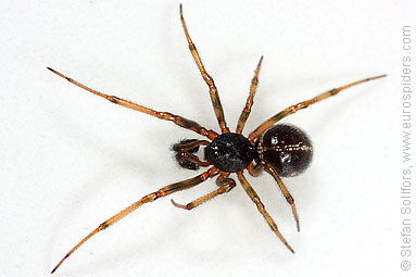 Common false-widow Steatoda bipunctata