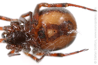 Common false-widow Steatoda bipunctata