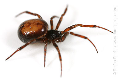 Common false-widow Steatoda bipunctata