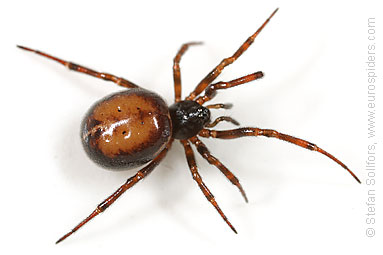 Common false-widow Steatoda bipunctata