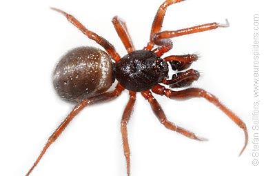 Common false-widow Steatoda bipunctata