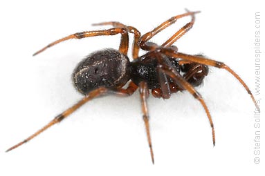 Common false-widow Steatoda bipunctata