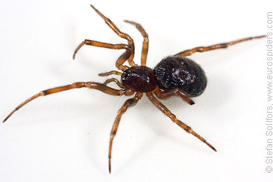 Common false-widow Steatoda bipunctata