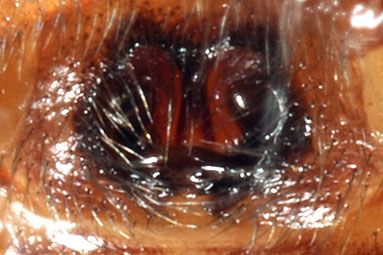 Common false-widow Steatoda bipunctata