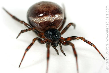 Common false-widow Steatoda bipunctata