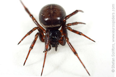 Common false-widow Steatoda bipunctata