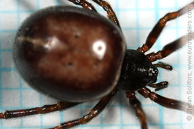 Common false-widow Steatoda bipunctata