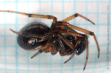 Common false-widow Steatoda bipunctata