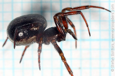 Common false-widow Steatoda bipunctata