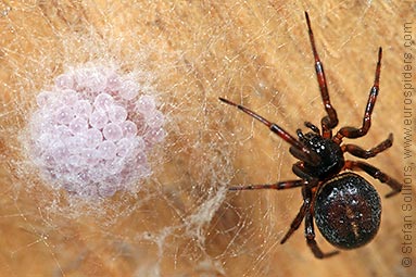 Common false-widow Steatoda bipunctata