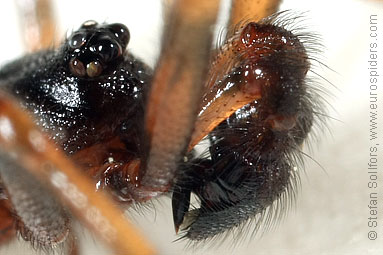 Common false-widow Steatoda bipunctata