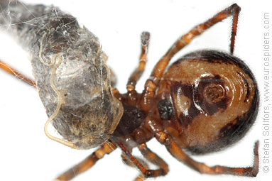 Common false-widow Steatoda bipunctata