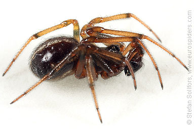 Common false-widow Steatoda bipunctata