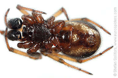 Common false-widow Steatoda bipunctata