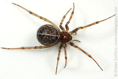 - Steatoda castanea