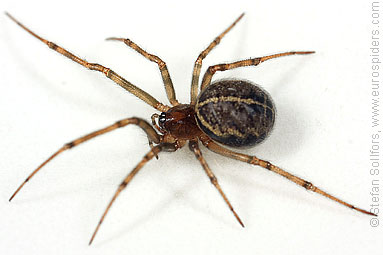 - Steatoda castanea