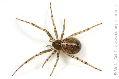 - Steatoda castanea