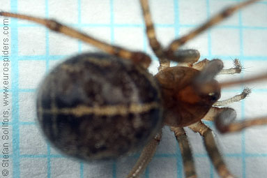 - Steatoda castanea