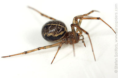 - Steatoda castanea