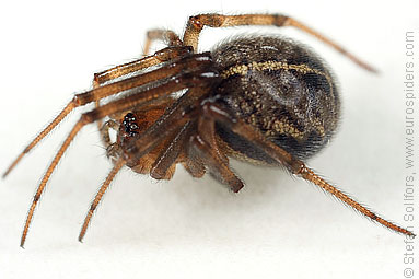 - Steatoda castanea