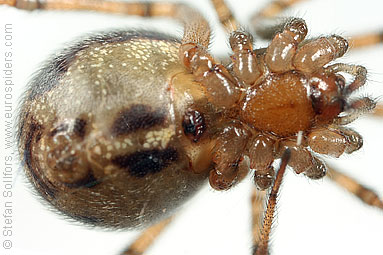 - Steatoda castanea