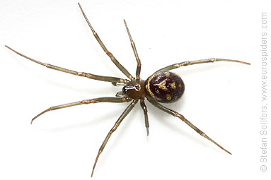 Large false-widow Steatoda grossa