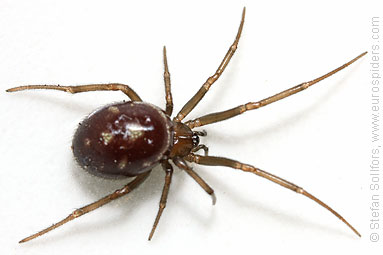 Large false-widow Steatoda grossa