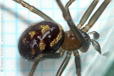 Large false-widow Steatoda grossa