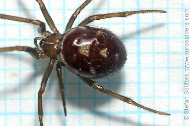 Large false-widow Steatoda grossa