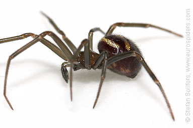 Large false-widow Steatoda grossa