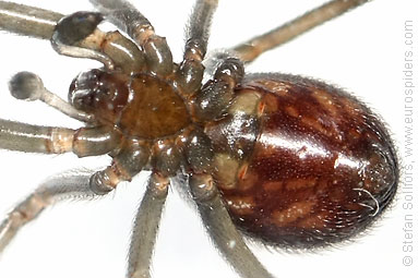 Large false-widow Steatoda grossa