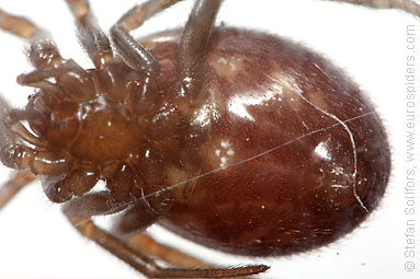 Large false-widow Steatoda grossa