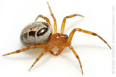 Noble false-widow Steatoda nobilis